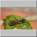 Braconidae sp - Brackwespe 09a 6mm.jpg